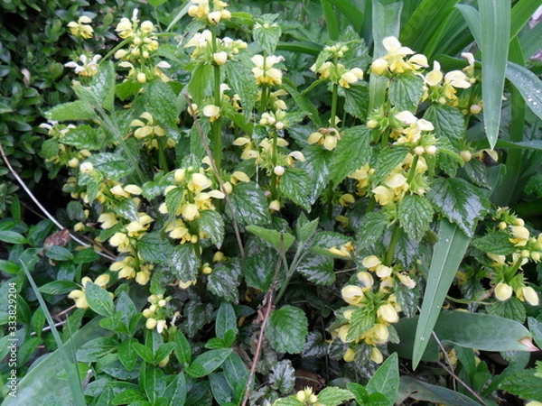 Obraz Yellow dovenetel