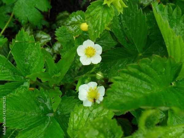 Obraz strowberry blossom