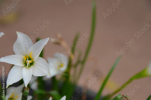 Fototapeta white flowers on green background