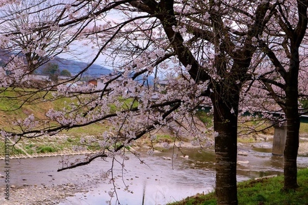 Fototapeta 春　さくら　川　道　橋　杤木　風景