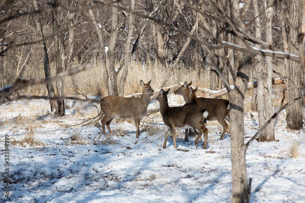 Fototapeta Leopard Land National Park. A beautiful red deer looks at the camera in the middle of a snowy forest. Wild forest deer.