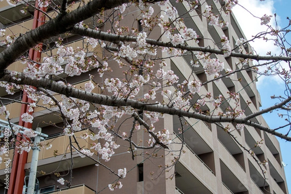 Obraz 桜の花とマンション