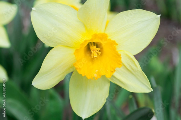 Fototapeta Daffodil flower. Spring yellow flowers. Spring mood.