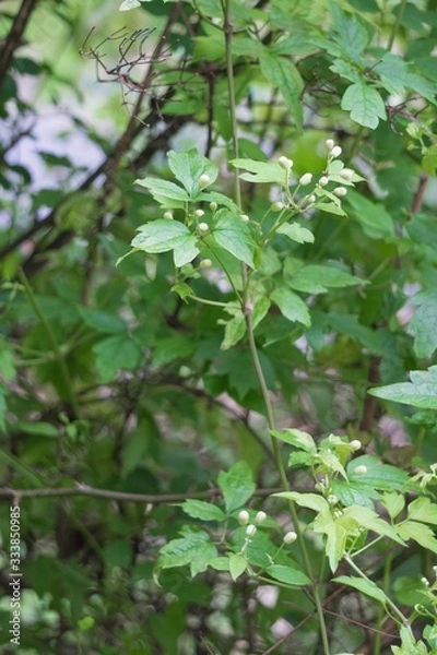 Fototapeta 木から下がるボタンヅルの蕾／Clematis apiifolia 