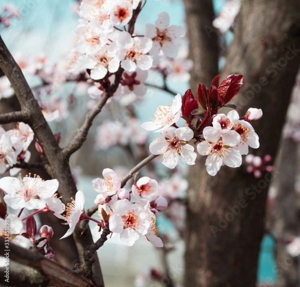 Fototapeta blossom in spring