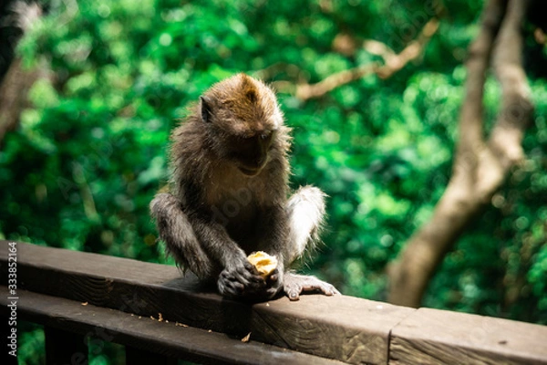 Fototapeta bali monkeys