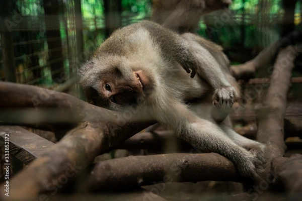 Fototapeta bali monkeys