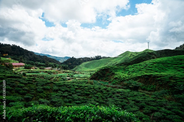 Fototapeta tea fields in malaysia