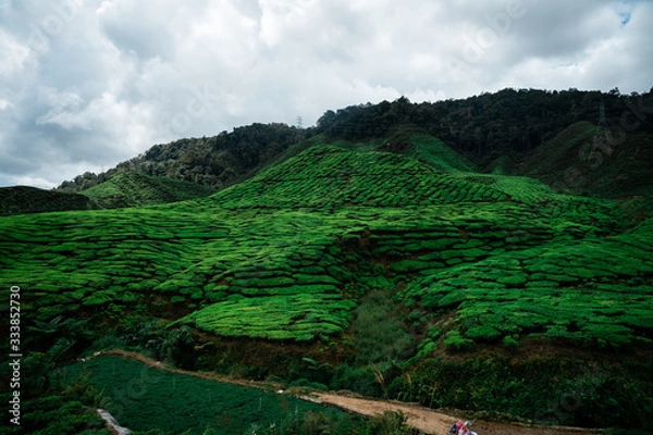 Fototapeta tea fields in malaysia