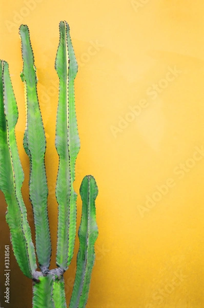 Obraz green cactus