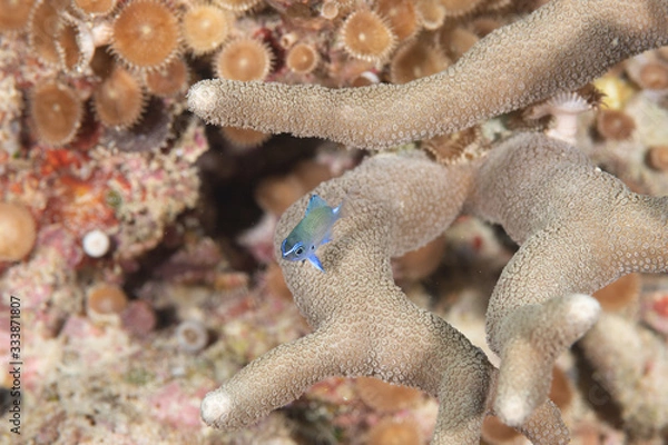 Obraz アマミスズメダイyg