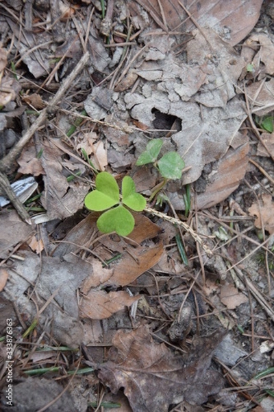 Obraz Kleeblatt im Wald