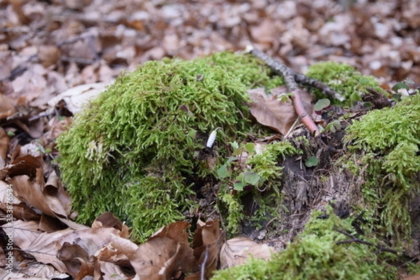 Obraz Die kleine Blüte