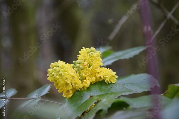 Obraz Der Gelbe Traum