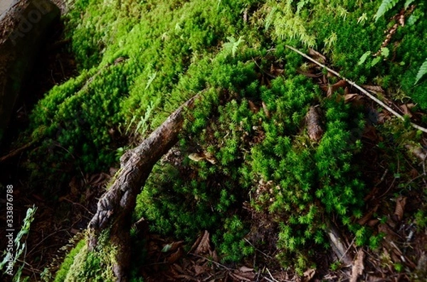 Fototapeta 苔の森