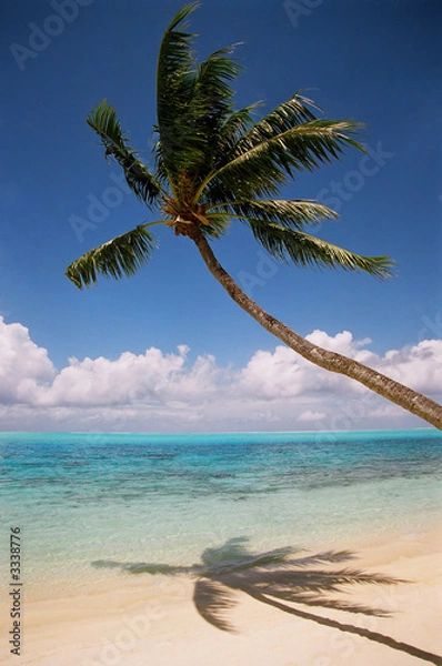 Obraz palm tree in bora bora