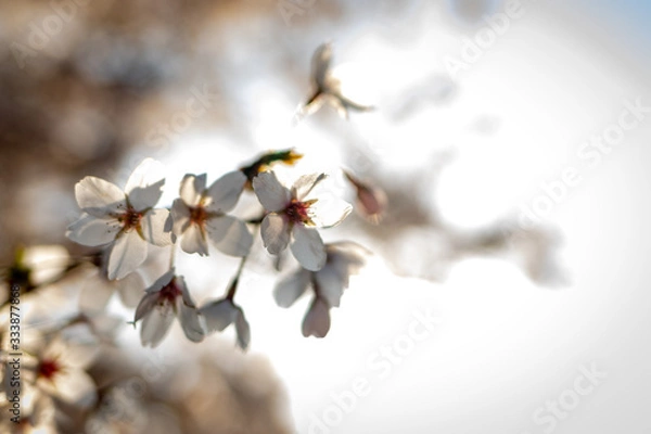 Fototapeta Kirschblüte 2