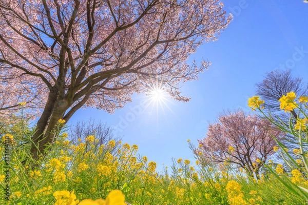 Obraz 桜と菜の花