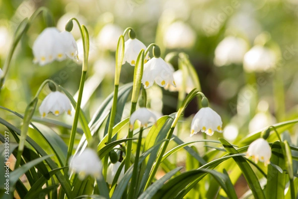 Fototapeta Leucojum vernum or spring snowflake in the spring time. White flowers covering the forest ground.