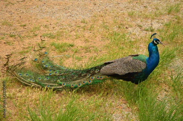 Fototapeta Wild peacock close-up found in Filerimos