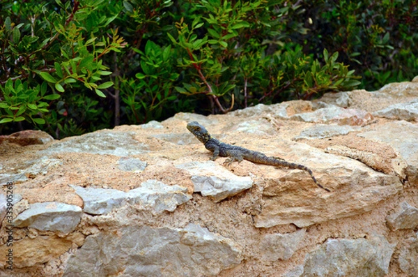 Obraz Spotted lizard on ancient ruins