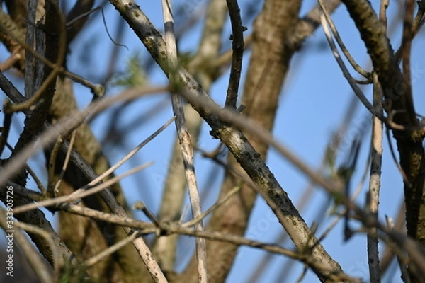 Obraz äste, ast, baum, holz