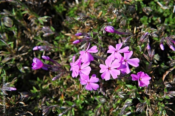 Fototapeta 한국 인천시 남동구 인천대공원에핀 꽃 입니다