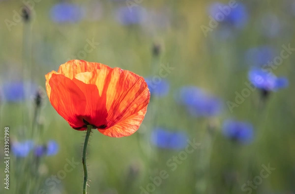 Fototapeta Mohn