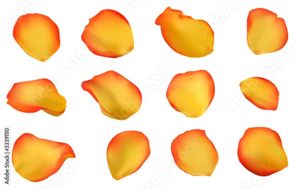 Obraz Elegant rose petals set