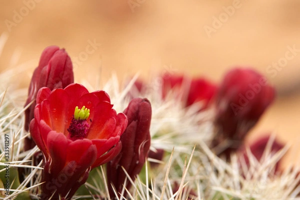 Fototapeta close up of red hedgehog cactus flowers Echinocereus coccineus on top of barrel cactus