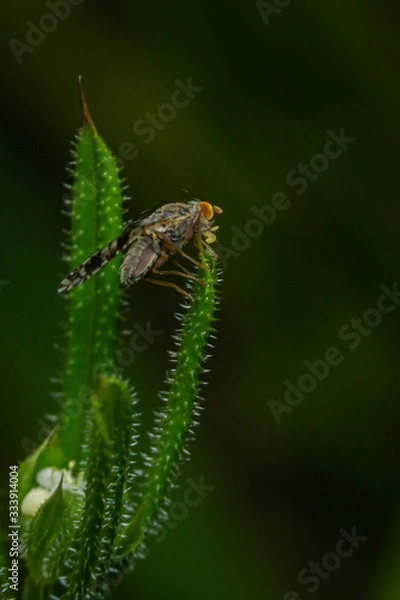 Fototapeta Orange eyed fly feeding