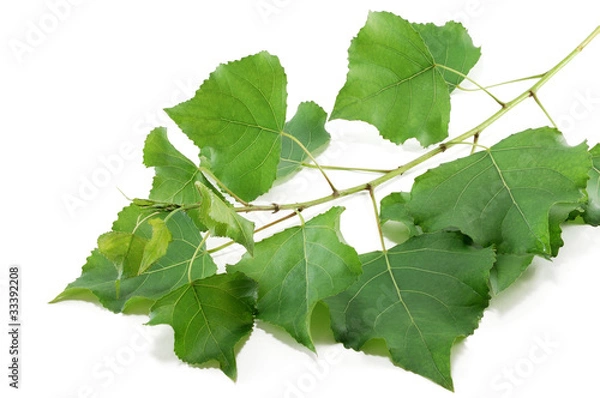 Fototapeta branch poplar trees with green leaves