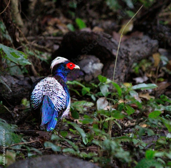 Obraz Kalij Pheasant