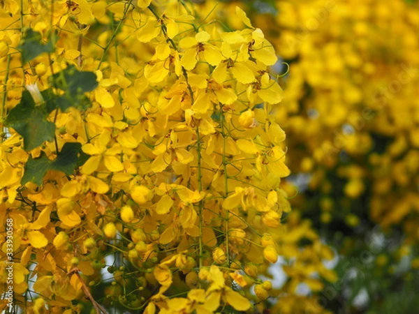 Obraz Cassia fistula, Golden Shower Tree, Ratchaphruek yellow color flowers in full bloom with rain drops after rainfall beautiful in garden blurred of nature background