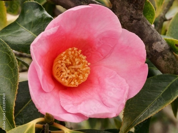 Obraz 有楽椿の花　ワビスケ