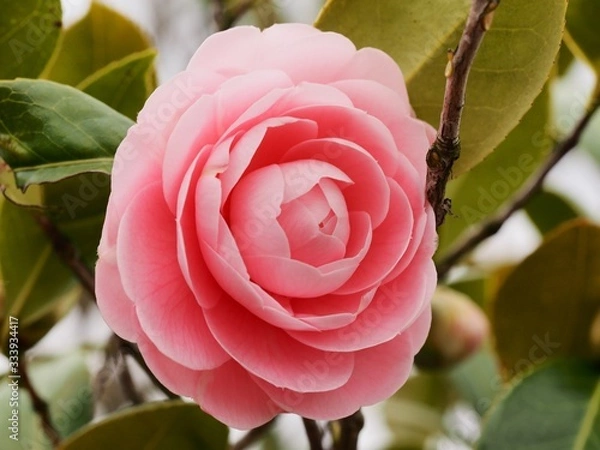 Obraz 乙女椿　乙女椿の花