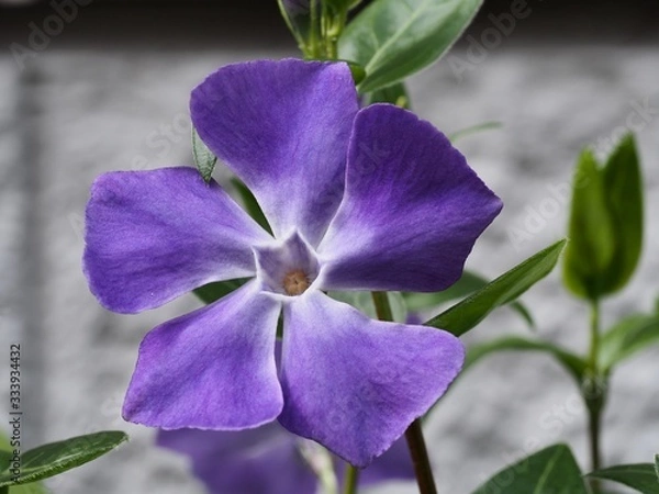 Obraz ツルニチニチソウ