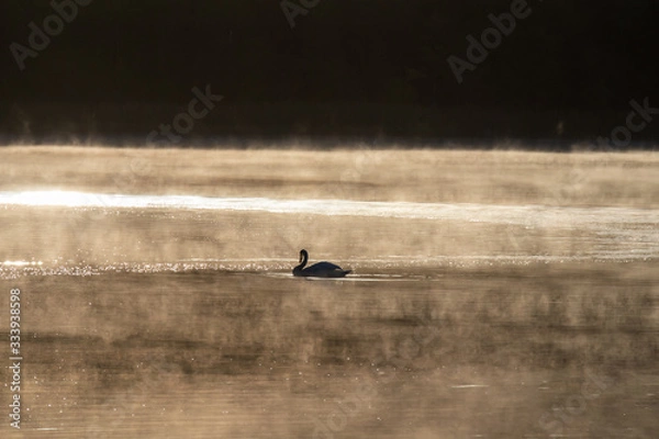 Obraz Schwan im Abendlicht