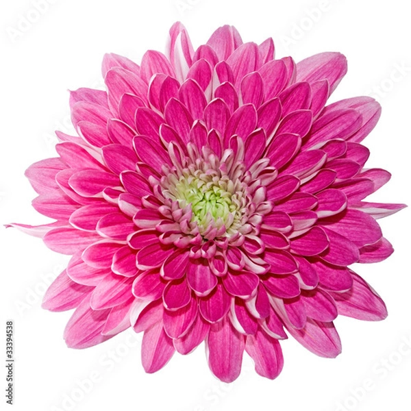Obraz Beautiful pink chrysanthemum