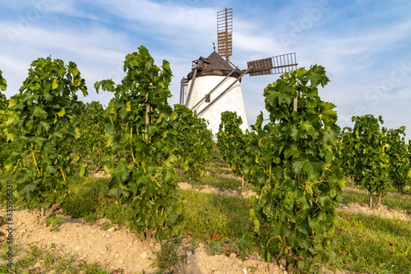 Fototapeta Vineyard near Windmill Retz, Lower Austria, Austria