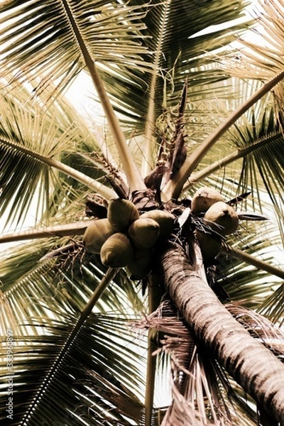 Obraz Coconut Tree