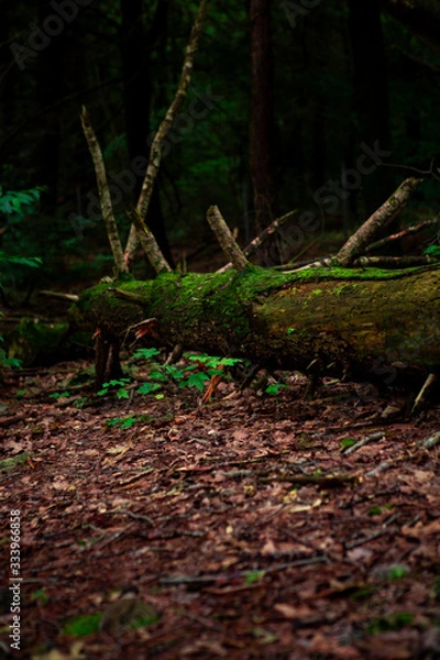 Fototapeta Forest atmosphere. Log on the floor.