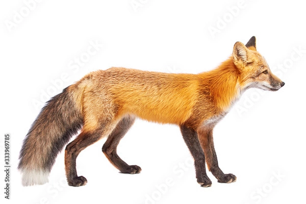 Obraz fox isolated on white background