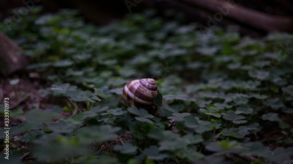 Fototapeta the snail shell with natural background