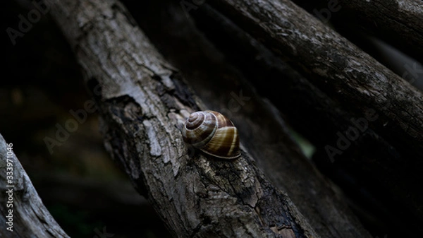 Fototapeta the snail shell with natural background