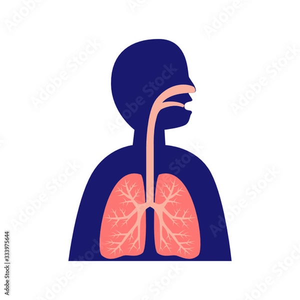 Obraz healthy human lungs flat design vector, respiratory system