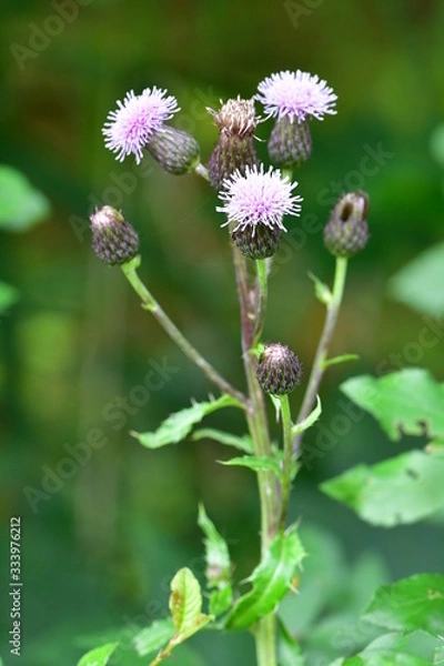 Obraz Acker-Kratzdistel