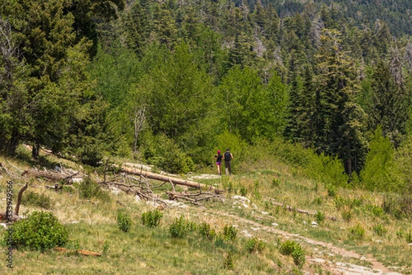 Fototapeta Out for a walk