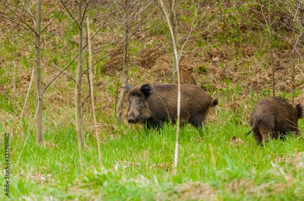 Obraz dziki żerujące w lesie