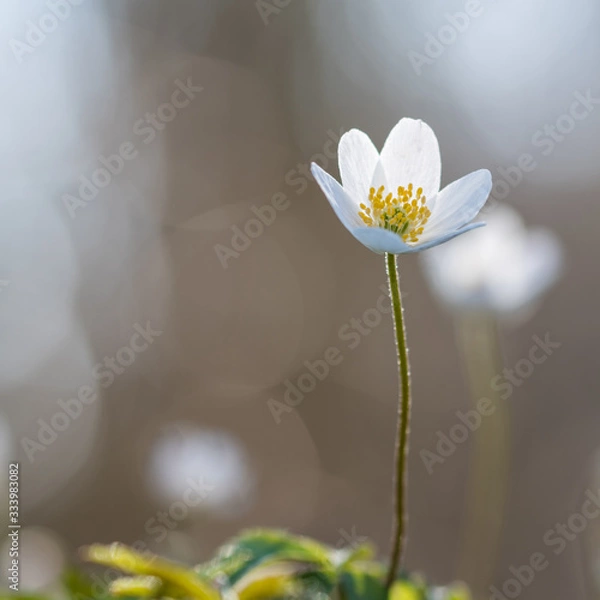 Obraz Windflower close up